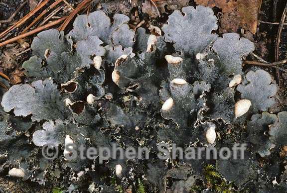 peltigera ponojensis 8 graphic