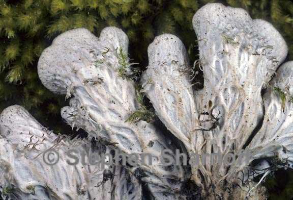 peltigera ponojensis 6 graphic