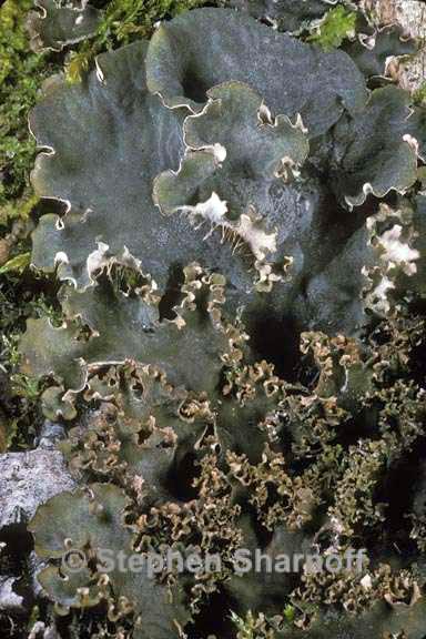 peltigera praetextata 1 graphic