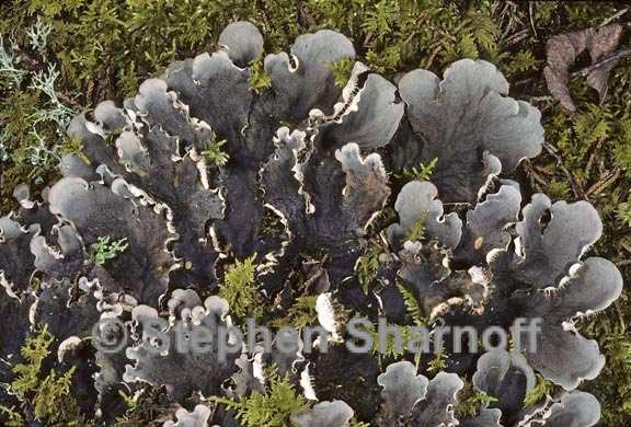 peltigera praetextata 4 graphic