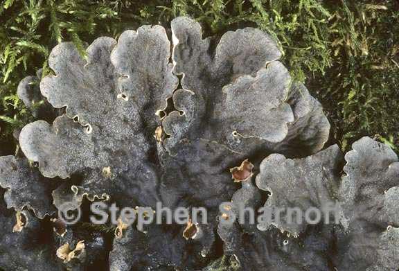 peltigera praetextata 5 graphic