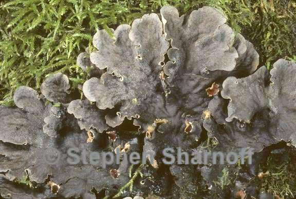 peltigera praetextata 6 graphic