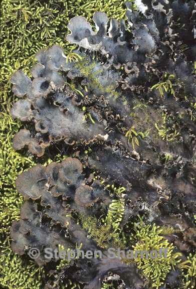 peltigera praetextata 7 graphic