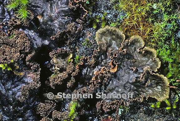 peltigera praetextata 8 graphic