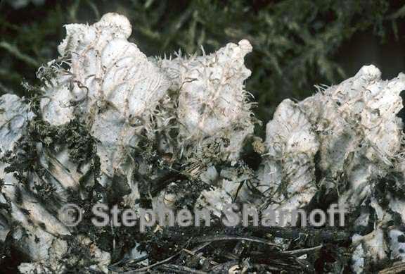 peltigera praetextata 8 graphic