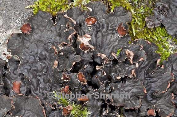 peltigera rufescens 10 graphic