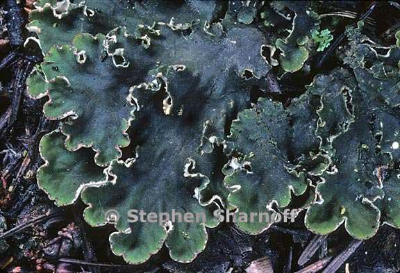 peltigera rufescens 13 graphic