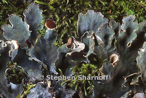 peltigera rufescens 9 graphic