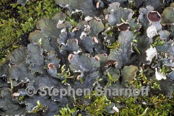 peltigera rufescens 4 graphic