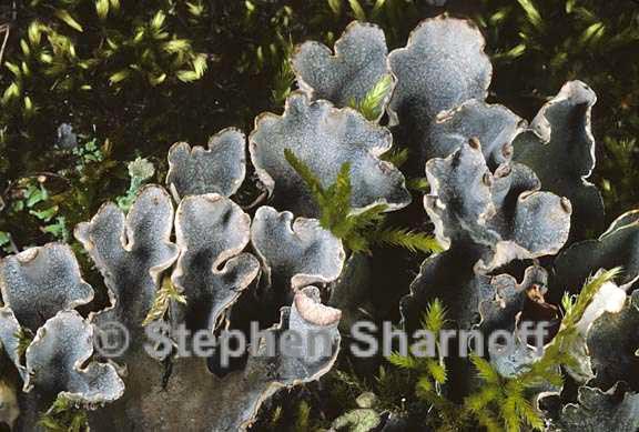 peltigera rufescens 8 graphic