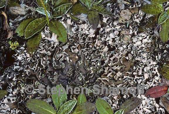 peltigera rufescens 9 graphic