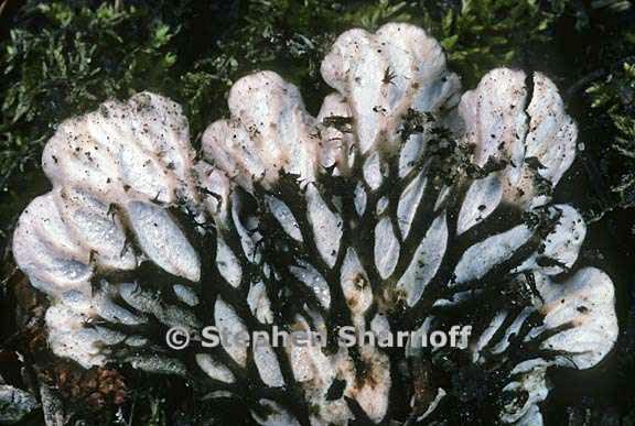 peltigera rufescens underside 2 graphic