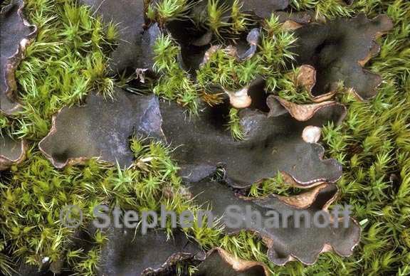 peltigera scabrosa 1 graphic