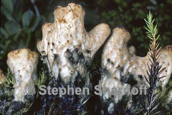 peltigera scabrosa 3 graphic