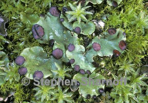 peltigera venosa 1 graphic