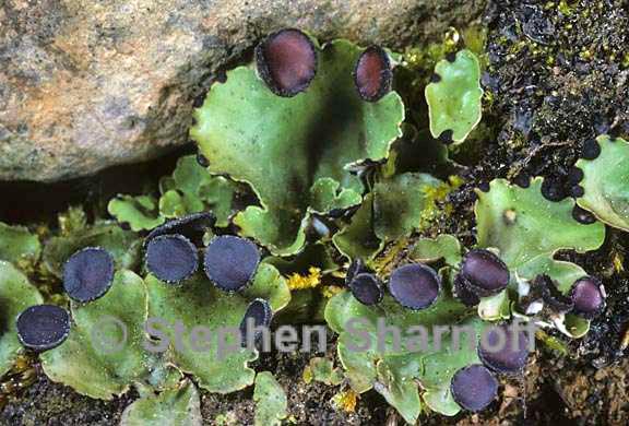 peltigera venosa 10 graphic