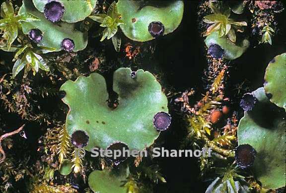 peltigera venosa 12 graphic