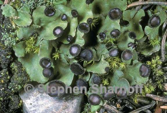 peltigera venosa 2 graphic