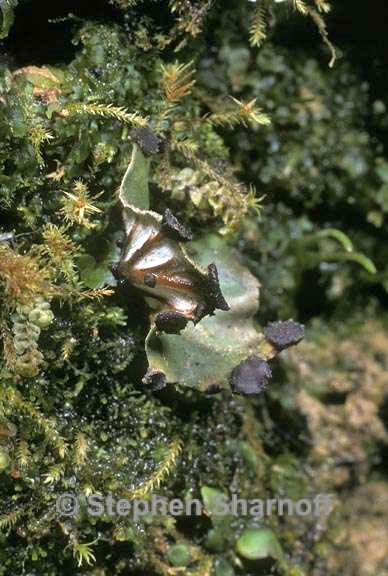 peltigera venosa 3 graphic