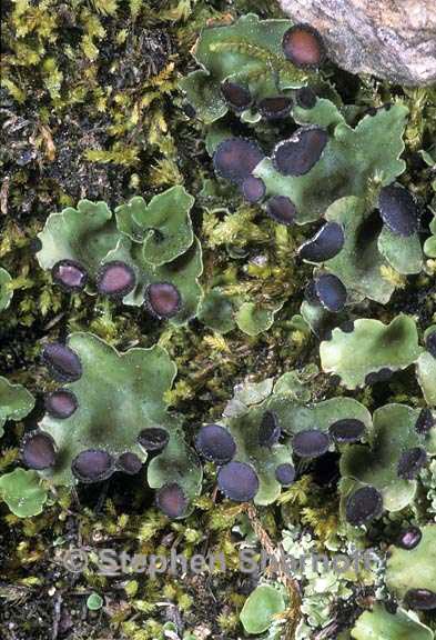 peltigera venosa 4 graphic