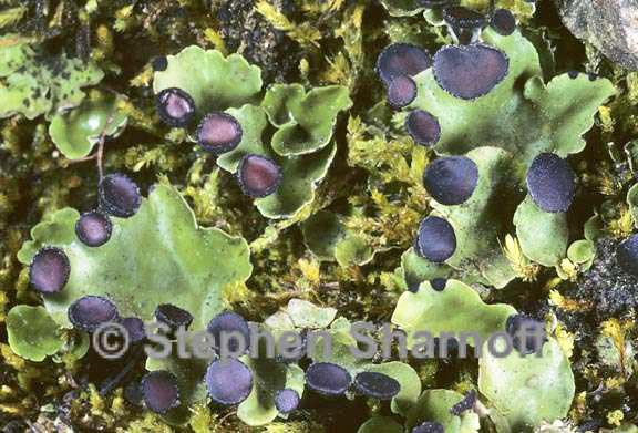 peltigera venosa 5 graphic