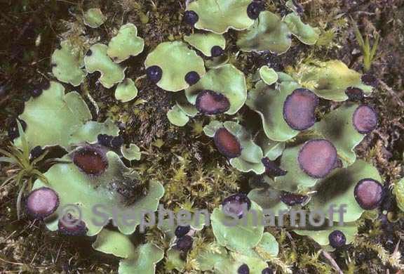 peltigera venosa 7 graphic