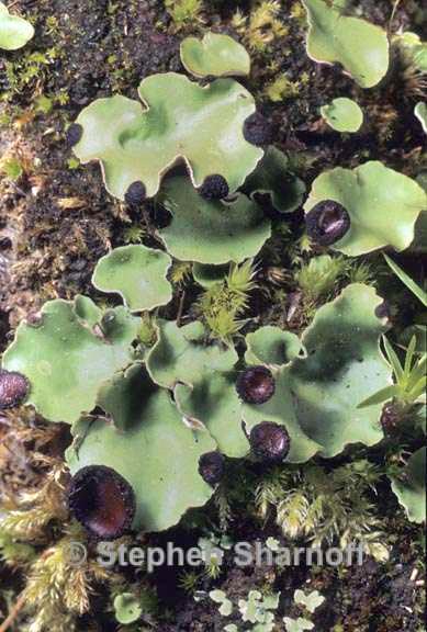 peltigera venosa 8 graphic