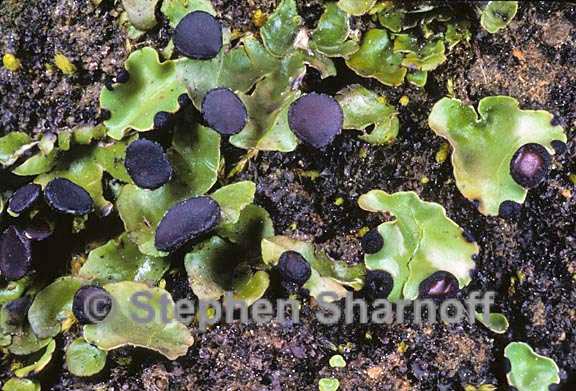 peltigera venosa 9 graphic