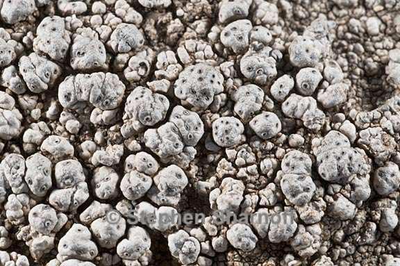 pertusaria californica 4 graphic