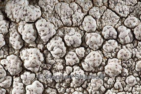 pertusaria californica 5 graphic