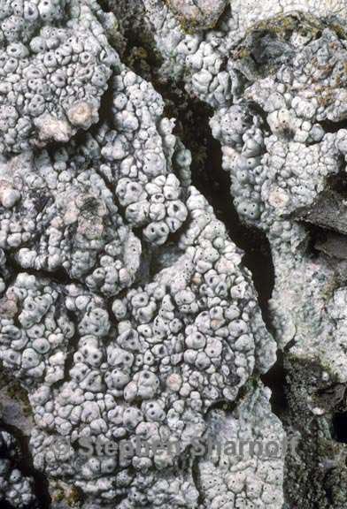 pertusaria consocians graphic