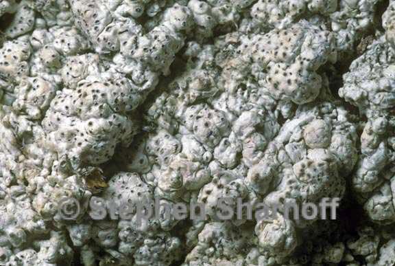 pertusaria coriacea graphic