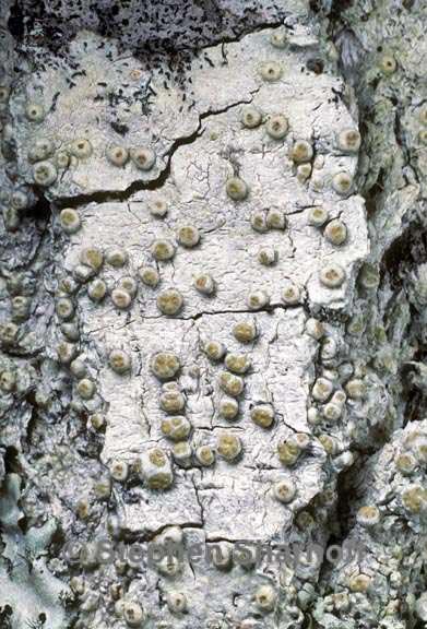 pertusaria epixantha graphic