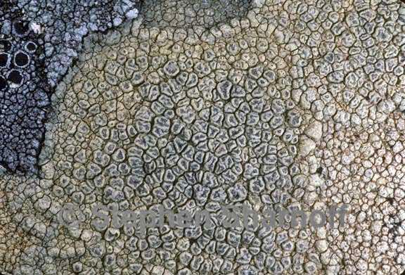 pertusaria flavicunda 1 graphic