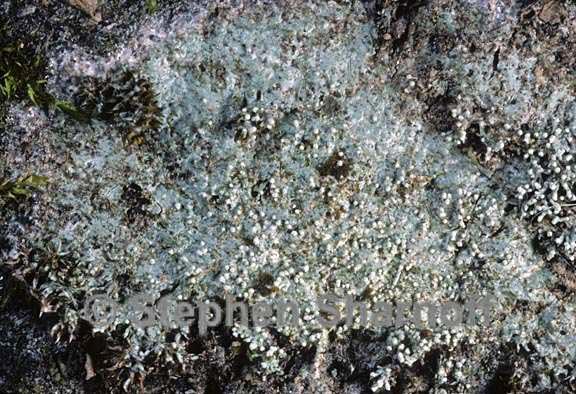 pertusaria globularis 2 graphic