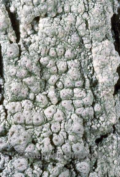 pertusaria paratuberculifera 1 graphic