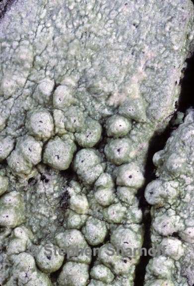 pertusaria paratuberculifera 2 graphic