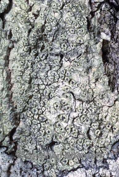 pertusaria rubefacta 1 graphic