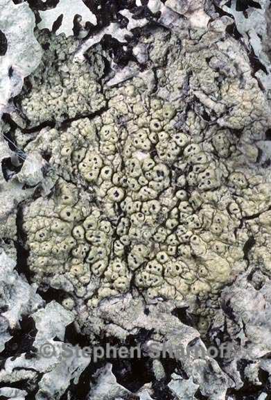 pertusaria rubefacta 2 graphic