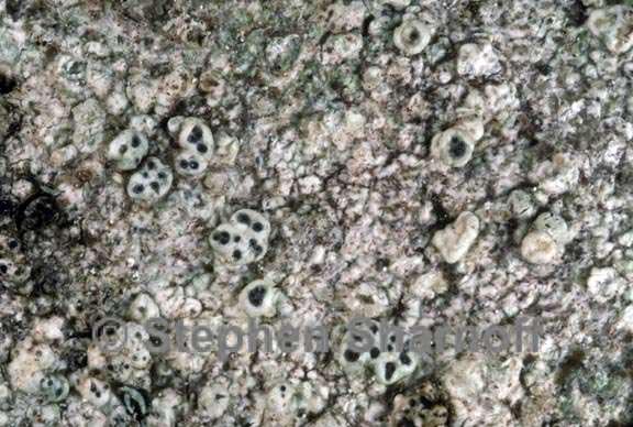 pertusaria subobducens graphic