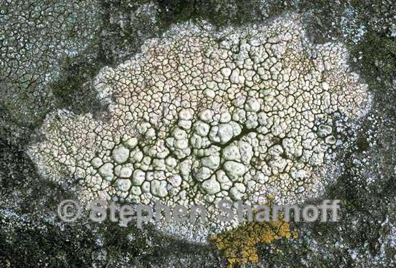 pertusaria tejocotensis graphic