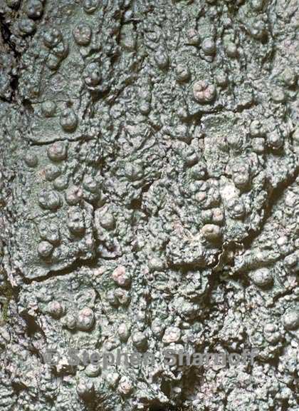 pertusaria tetrathalamia graphic