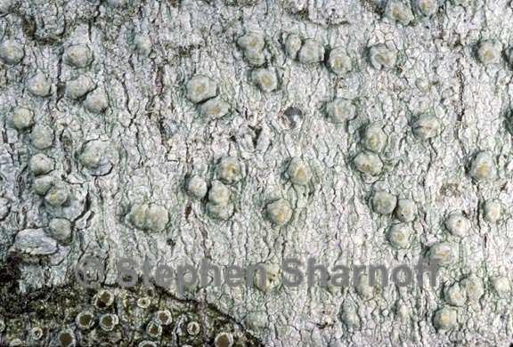 pertusaria texana 1 graphic