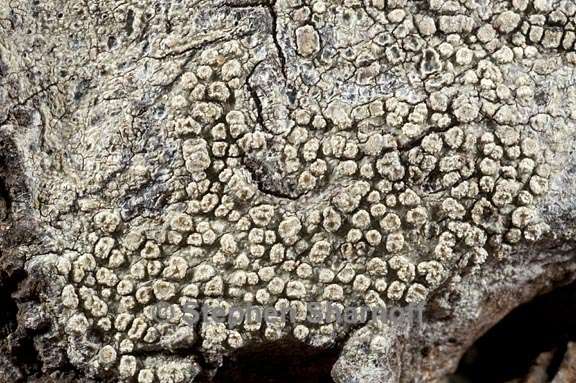 pertusaria xanthodes 3 graphic