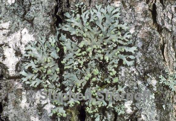 phaeophyscia pusilloides 1 graphic