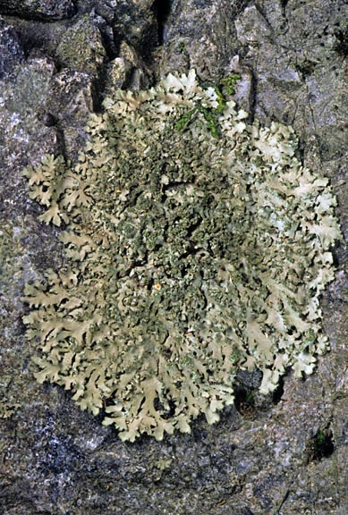 phaeophyscia rubropulchra 6 graphic