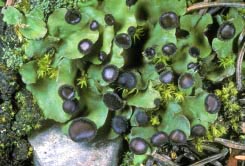 peltigera venosa thumbnail graphic