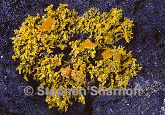 polycauliona coralloides 4 graphic