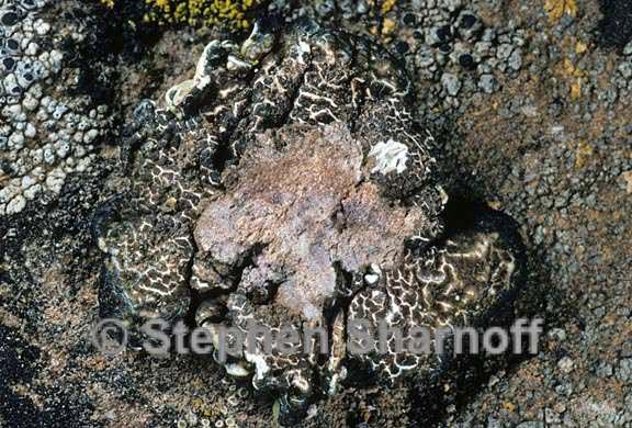 protoparmeliopsis peltata underside graphic