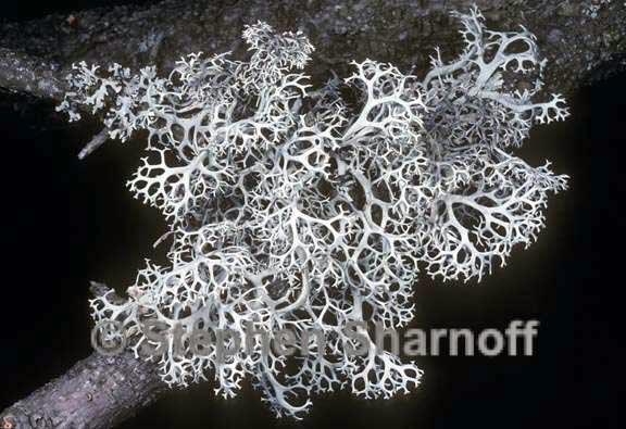 pseudevernia cladonia 1 graphic